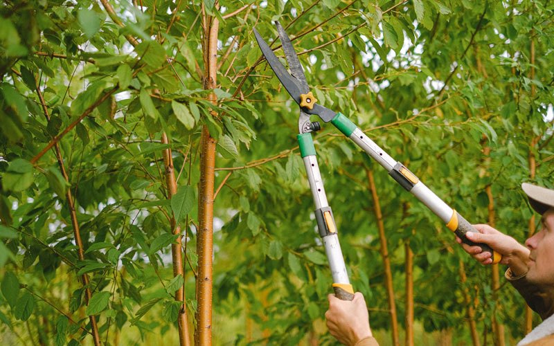 Tree trimming in Belknap, IL